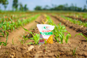 Read more about the article Benih Jagung Hibrida, Varietas Unggul untuk Hasil Panen Optimal