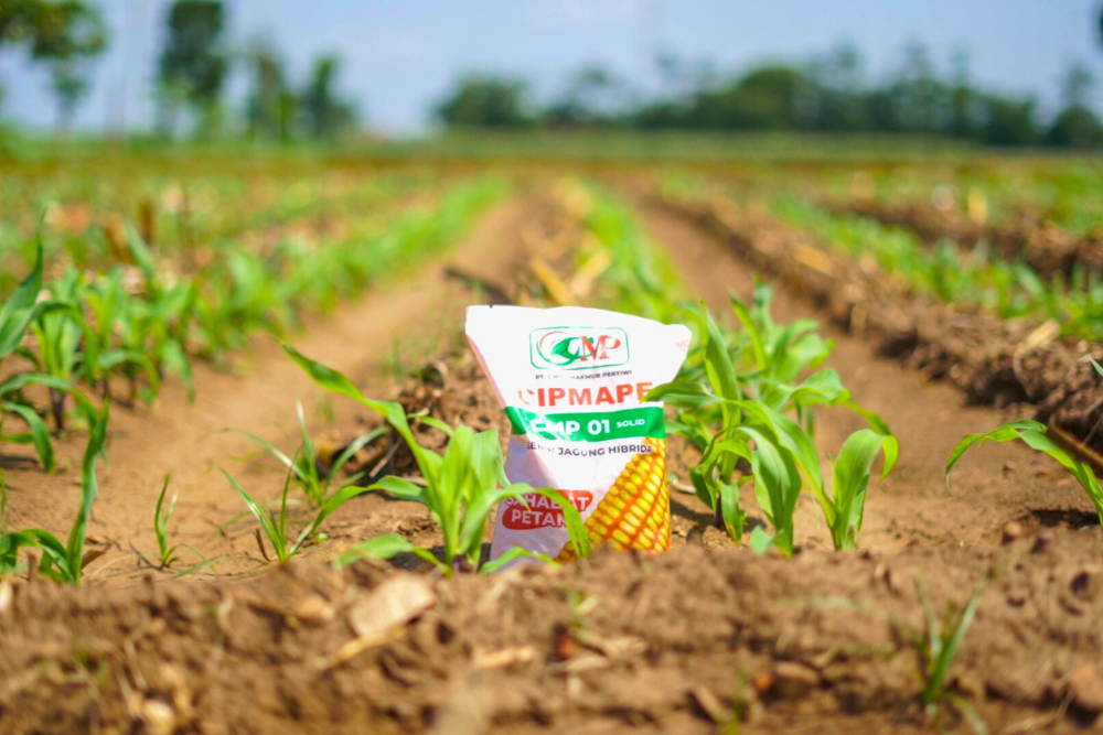 You are currently viewing Benih Jagung Hibrida, Varietas Unggul untuk Hasil Panen Optimal